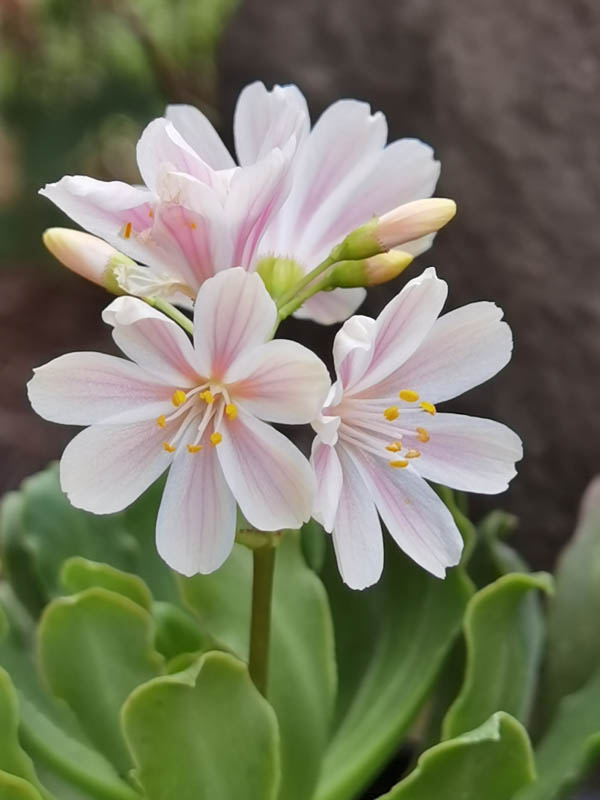 Lewisia cotyledon — formes claires photo